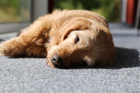 collapsed doggy|Dog Fainting and Collapse: How to Recognize Signs and Causes